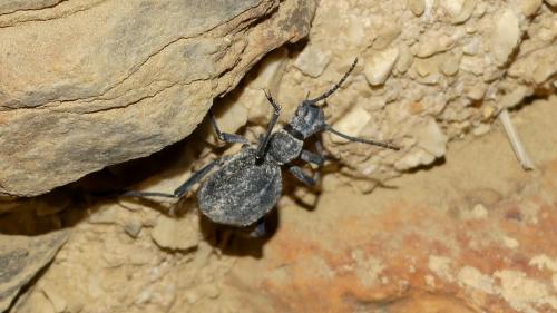 Réf. 322 488 : Leptoderis solieri